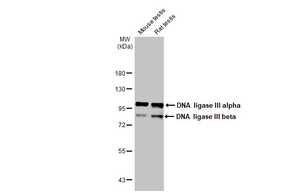 Various tissue extracts (30 μg) were separated by 7.5% SDS-PAGE, and the membrane was blotted with DNA ligase III antibody [HL2280] (GTX638333) diluted at 1:1000. The HRP-conjugated anti-rabbit IgG antibody (GTX213110-01) was used to detect the primary antibody.
