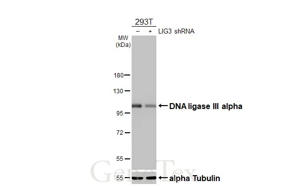 Non-transfected (–) and transfected (+) 293T whole cell extracts (30 μg) were separated by 7.5% SDS-PAGE, and the membrane was blotted with DNA ligase III antibody [HL2280] (GTX638333) diluted at 1:1000. The HRP-conjugated anti-rabbit IgG antibody (GTX213110-01) was used to detect the primary antibody.
