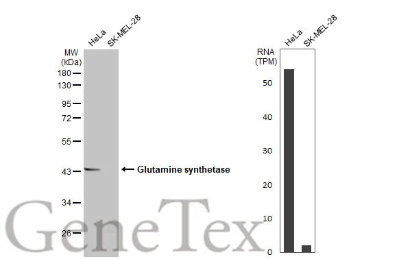 Various whole cell extracts (30 μg) were separated by 10% SDS-PAGE, and the membrane was blotted with Glutamine synthetase antibody [HL2283] (GTX638336) diluted at 1:2000. The HRP-conjugated anti-rabbit IgG antibody (GTX213110-01) was used to detect the primary antibody. Corresponding RNA expression data for the same cell lines are based on Human Protein Atlas program.