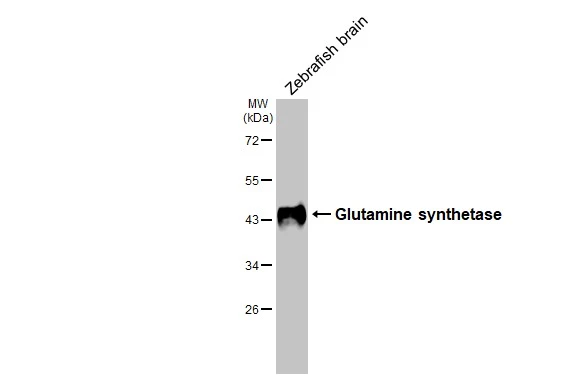 Zebrafish tissue extract (30 μg) was separated by 10% SDS-PAGE, and the membrane was blotted with Glutamine synthetase antibody [HL2283] (GTX638336) diluted at 1:1000. The HRP-conjugated anti-rabbit IgG antibody (GTX213110-01) was used to detect the primary antibody.