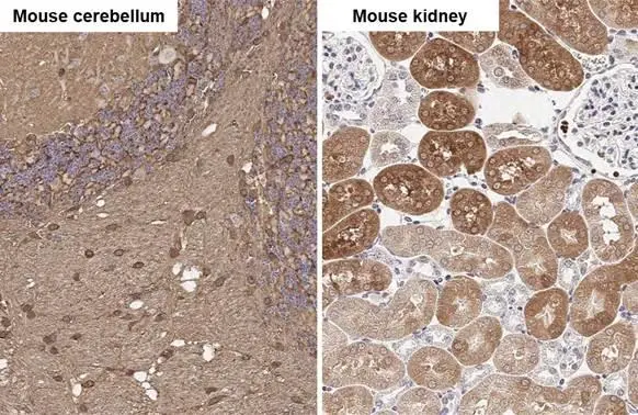 Glutamine synthetase antibody [HL2283] detects Glutamine synthetase protein by immunohistochemical analysis. Sample: Paraffin-embedded mouse tissues. Glutamine synthetase stained by Glutamine synthetase antibody [HL2283] (GTX638336) diluted at 1:100. Antigen Retrieval: Citrate buffer, pH 6.0, 15 min