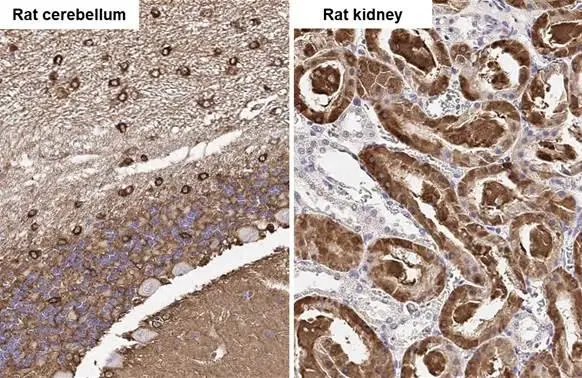 Glutamine synthetase antibody [HL2283] detects Glutamine synthetase protein by immunohistochemical analysis. Sample: Paraffin-embedded rat tissues. Glutamine synthetase stained by Glutamine synthetase antibody [HL2283] (GTX638336) diluted at 1:100. Antigen Retrieval: Citrate buffer, pH 6.0, 15 min