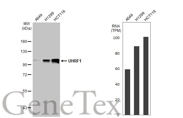 Various whole cell extracts (30 μg) were separated by 7.5% SDS-PAGE, and the membrane was blotted with UHRF1 antibody [HL2287] (GTX638342) diluted at 1:5000. The HRP-conjugated anti-rabbit IgG antibody (GTX213110-01) was used to detect the primary antibody. Corresponding RNA expression data for the same cell lines are based on Human Protein Atlas program.