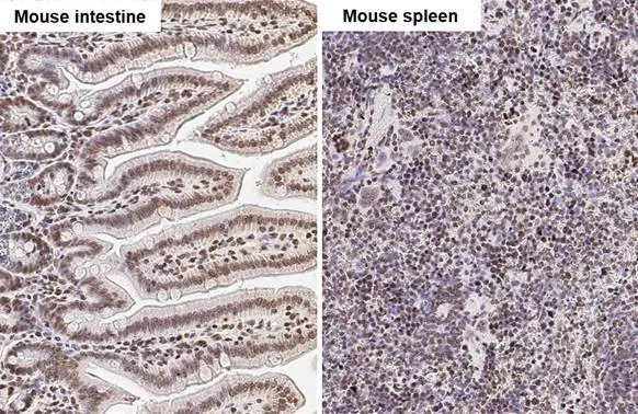 UHRF1 antibody [HL2287] detects UHRF1 protein by immunohistochemical analysis. Sample: Paraffin-embedded mouse tissues. UHRF1 stained by UHRF1 antibody [HL2287] (GTX638342) diluted at 1:100. Antigen Retrieval: Citrate buffer, pH 6.0, 15 min