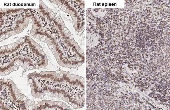 UHRF1 antibody [HL2287] detects UHRF1 protein by immunohistochemical analysis. Sample: Paraffin-embedded rat tissues. UHRF1 stained by UHRF1 antibody [HL2287] (GTX638342) diluted at 1:100. Antigen Retrieval: Citrate buffer, pH 6.0, 15 min