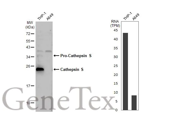 Various whole cell extracts (30 μg) were separated by 12% SDS-PAGE, and the membrane was blotted with Cathepsin S antibody [HL2302] (GTX638369) diluted at 1:1000. The HRP-conjugated anti-rabbit IgG antibody (GTX213110-01) was used to detect the primary antibody. Corresponding RNA expression data for the same cell lines are based on Human Protein Atlas program.