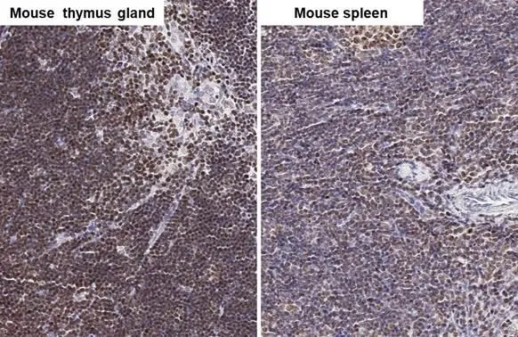 ARID1A antibody [HL2304] detects ARID1A protein by immunohistochemical analysis. Sample: Paraffin-embedded mouse tissues. ARID1A stained by ARID1A antibody [HL2304] (GTX638371) diluted at 1:500. Antigen Retrieval: Citrate buffer, pH 6.0, 15 min