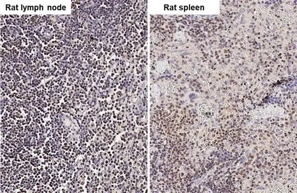 ARID1A antibody [HL2304] detects ARID1A protein by immunohistochemical analysis. Sample: Paraffin-embedded rat tissues. ARID1A stained by ARID1A antibody [HL2304] (GTX638371) diluted at 1:500. Antigen Retrieval: Citrate buffer, pH 6.0, 15 min