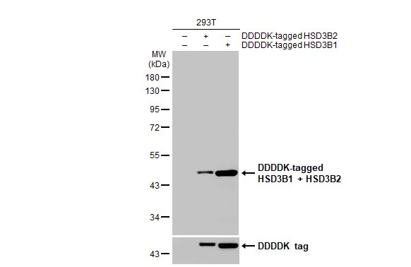 HSD3B1 + HSD3B2 antibody [HL2307]