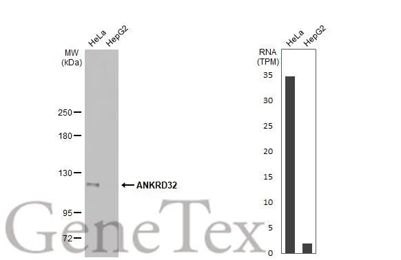 ANKRD32 antibody [HL2311]