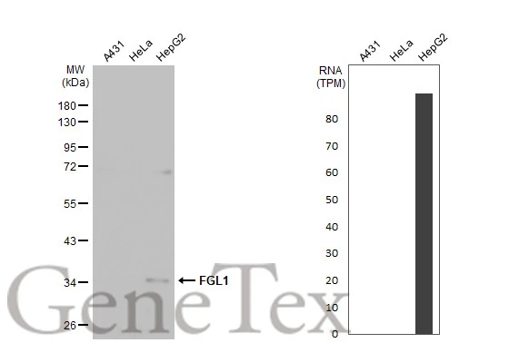 Various whole cell extracts (30 μg) were separated by 10% SDS-PAGE, and the membrane was blotted with FGL1 antibody [HL2317] (GTX638480) diluted at 1:2000. The HRP-conjugated anti-rabbit IgG antibody (GTX213110-01) was used to detect the primary antibody, and the signal was developed with Trident ECL plus-Enhanced. Corresponding RNA expression data for the same cell lines are based on Human Protein Atlas program.