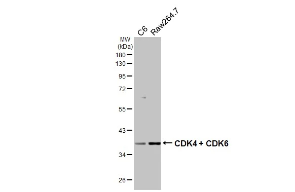 Various whole cell extracts (30 μg) were separated by 10% SDS-PAGE, and the membrane was blotted with CDK4 + CDK6 antibody [HL2323] (GTX638486) diluted at 1:1000. The HRP-conjugated anti-rabbit IgG antibody (GTX213110-01) was used to detect the primary antibody.