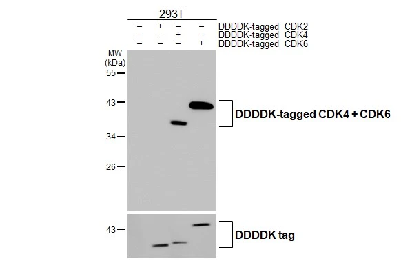 Non-transfected (–) and transfected (+) 293T whole cell extracts were separated by 10% SDS-PAGE, and the membrane was blotted with CDK4 + CDK6 antibody [HL2323] (GTX638486) diluted at 1:10000. The HRP-conjugated anti-rabbit IgG antibody (GTX213110-01) was used to detect the primary antibody.