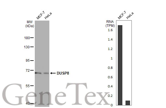 Various whole cell extracts (30 μg) were separated by 7.5% SDS-PAGE, and the membrane was blotted with DUSP8 antibody [HL2338] (GTX638541) diluted at 1:1000. The HRP-conjugated anti-rabbit IgG antibody (GTX213110-01) was used to detect the primary antibody. Corresponding RNA expression data for the same cell lines are based on Human Protein Atlas program.