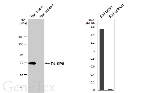 Various tissue extracts (50 μg) were separated by 7.5% SDS-PAGE, and the membrane was blotted with DUSP8 antibody [HL2338] (GTX638541) diluted at 1:1000. The HRP-conjugated anti-rabbit IgG antibody (GTX213110-01) was used to detect the primary antibody. Corresponding RNA expression data are based on NCBI database.