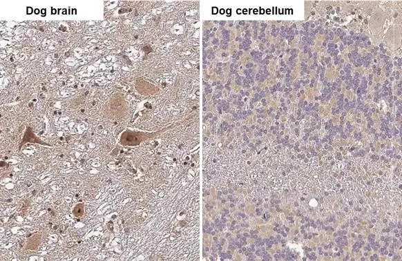 RNase H1 antibody [HL2343] detects RNase H1 protein by immunohistochemical analysis. Sample: Paraffin-embedded dog tissues. RNase H1 stained by RNase H1 antibody [HL2343] (GTX638546) diluted at 1:100. Antigen Retrieval: Citrate buffer, pH 6.0, 15 min