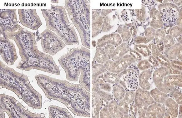 ATG4B antibody [HL2348] detects ATG4B protein by immunohistochemical analysis. Sample: Paraffin-embedded mouse tissues. ATG4B stained by ATG4B antibody [HL2348] (GTX638551) diluted at 1:100. Antigen Retrieval: Citrate buffer, pH 6.0, 15 min