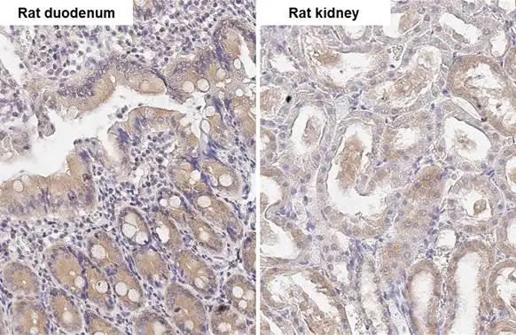 ATG4B antibody [HL2348] detects ATG4B protein by immunohistochemical analysis. Sample: Paraffin-embedded rat tissues. ATG4B stained by ATG4B antibody [HL2348] (GTX638551) diluted at 1:100. Antigen Retrieval: Citrate buffer, pH 6.0, 15 min
