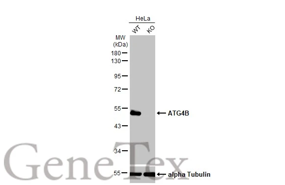 Wild-type (WT) and ATG4B knockout (KO) HeLa cell extracts (30 μg) were separated by 10% SDS-PAGE, and the membrane was blotted with ATG4B antibody [HL2348] (GTX638551) diluted at 1:5000. The HRP-conjugated anti-rabbit IgG antibody (GTX213110-01) was used to detect the primary antibody.