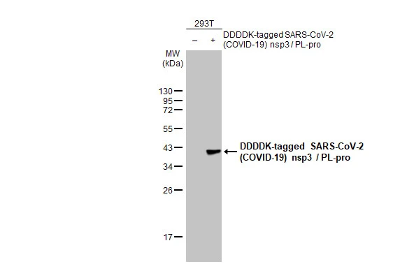 Non-transfected (–) and transfected (+) 293T whole cell extracts (30 μg) were separated by 12% SDS-PAGE, and the membrane was blotted with SARS-CoV-2 (COVID-19) nsp3 / PL-pro antibody [HL2350] (GTX638553) diluted at 1:1000. The HRP-conjugated anti-rabbit IgG antibody (GTX213110-01) was used to detect the primary antibody.
