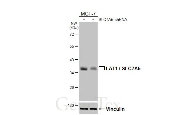 Non-transfected (–) and transfected (+) MCF-7 whole cell extracts (30 μg) were separated by 10% SDS-PAGE, and the membrane was blotted with LAT1 / SLC7A5 antibody [HL2353] (GTX638556) diluted at 1:3000. The HRP-conjugated anti-rabbit IgG antibody (GTX213110-01) was used to detect the primary antibody.
