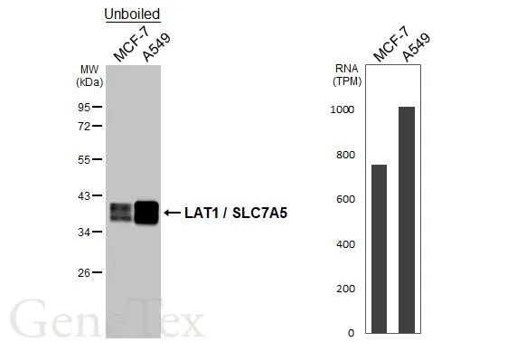 Unboiled various whole cell extracts (30 μg) were separated by 10% SDS-PAGE, and the membrane was blotted with LAT1 / SLC7A5 antibody [HL2353] (GTX638556) diluted at 1:1000. The HRP-conjugated anti-rabbit IgG antibody (GTX213110-01) was used to detect the primary antibody. Corresponding RNA expression data for the same cell lines are based on Human Protein Atlas program.