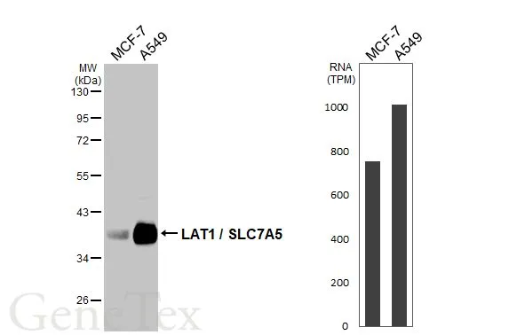 Various whole cell extracts (30 μg) were separated by 10% SDS-PAGE, and the membrane was blotted with LAT1 / SLC7A5 antibody [HL2353] (GTX638556) diluted at 1:1000. The HRP-conjugated anti-rabbit IgG antibody (GTX213110-01) was used to detect the primary antibody. Corresponding RNA expression data for the same cell lines are based on Human Protein Atlas program.