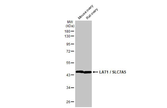 Various tissue extracts (50 μg) were separated by 10% SDS-PAGE, and the membrane was blotted with LAT1 / SLC7A5 antibody [HL2353] (GTX638556) diluted at 1:1000. The HRP-conjugated anti-rabbit IgG antibody (GTX213110-01) was used to detect the primary antibody.