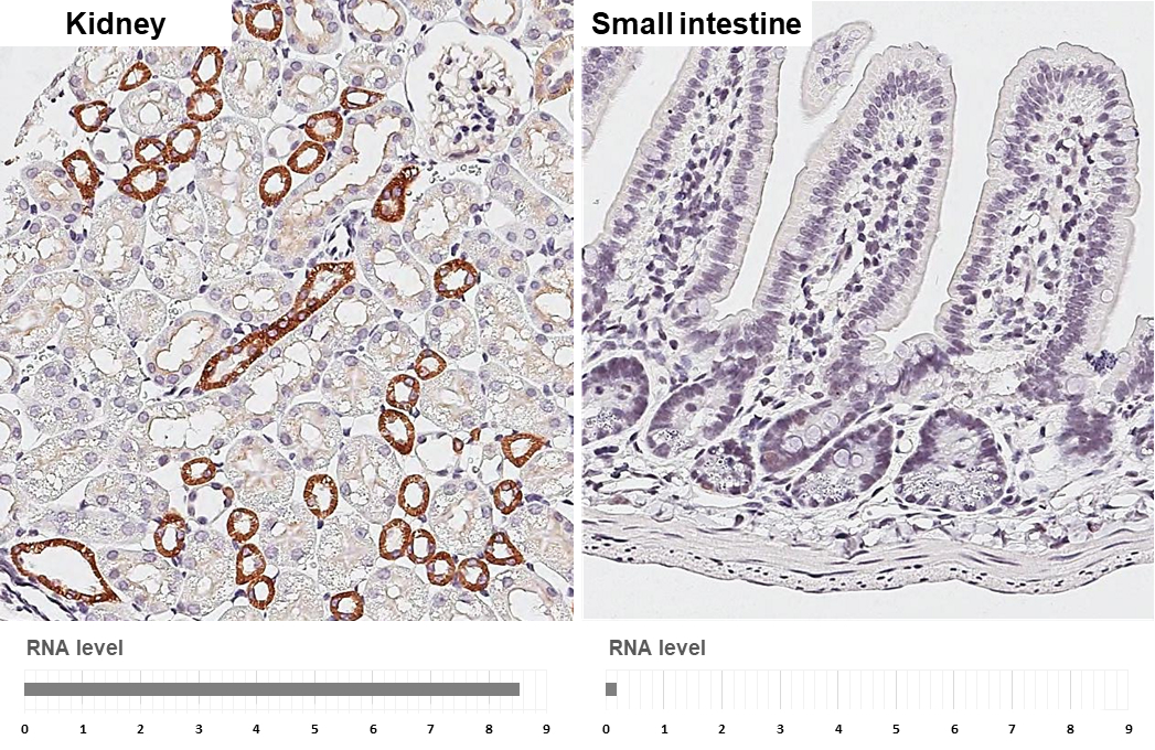 Calcium Sensing Receptor antibody [HL2357] detects Calcium Sensing Receptor protein by immunohistochemical analysis. Sample: Paraffin-embedded mouse tissues. Calcium Sensing Receptor stained by Calcium Sensing Receptor antibody [HL2357] (GTX638563) diluted at 1:2000. Antigen Retrieval: Citrate buffer, pH 6.0, 15 min