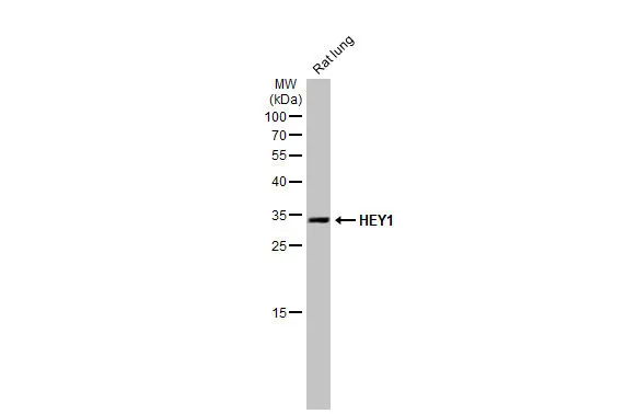 Rat tissue extract (50 μg) was separated by 12% SDS-PAGE, and the membrane was blotted with HEY1 antibody [HL2367] (GTX638573) diluted at 1:1000. The HRP-conjugated anti-rabbit IgG antibody (GTX213110-01) was used to detect the primary antibody.