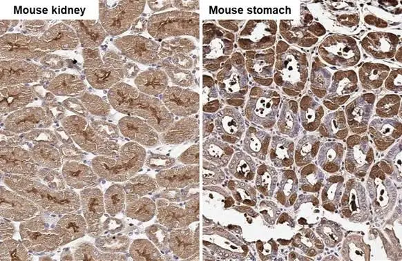 Wnt10b antibody [HL2370] detects Wnt10b protein by immunohistochemical analysis. Sample: Paraffin-embedded mouse tissues. Wnt10b stained by Wnt10b antibody [HL2370] (GTX638576) diluted at 1:100. Antigen Retrieval: Citrate buffer, pH 6.0, 15 min