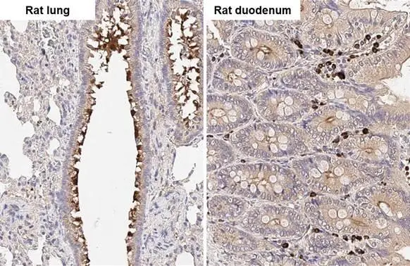 Wnt10b antibody [HL2370] detects Wnt10b protein by immunohistochemical analysis. Sample: Paraffin-embedded rat tissues. Wnt10b stained by Wnt10b antibody [HL2370] (GTX638576) diluted at 1:100. Antigen Retrieval: Citrate buffer, pH 6.0, 15 min