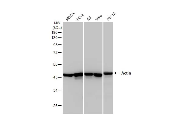 Various whole cell extracts (30 μg) were separated by 10% SDS-PAGE, and the membrane was blotted with Actin antibody [HL2372] (GTX638580) diluted at 1:10000. The HRP-conjugated anti-rabbit IgG antibody (GTX213110-01) was used to detect the primary antibody.