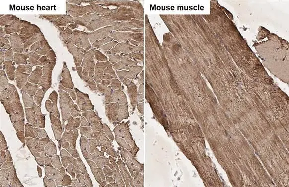 Actin antibody [HL2372] detects Actin protein by immunohistochemical analysis.
Sample: Paraffin-embedded mouse tissues.
Actin stained by Actin antibody [HL2372] (GTX638580) diluted at 1:100.
Antigen Retrieval: Citrate buffer, pH 6.0, 15 min