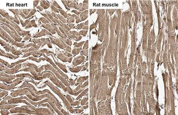 Actin antibody [HL2372] detects Actin protein by immunohistochemical analysis.
Sample: Paraffin-embedded rat tissues.
Actin stained by Actin antibody [HL2372] (GTX638580) diluted at 1:100.
Antigen Retrieval: Citrate buffer, pH 6.0, 15 min