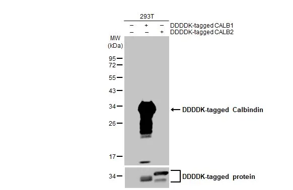 Calbindin antibody [HL2378]