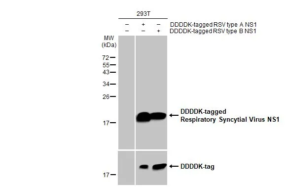 Non-transfected (–) and transfected (+) 293T whole cell extracts were separated by 15% SDS-PAGE, and the membrane was blotted with Respiratory Syncytial virus NS1 antibody [HL2383] (GTX638591) diluted at 1:1000. The HRP-conjugated anti-rabbit IgG antibody (GTX213110-01) was used to detect the primary antibody.