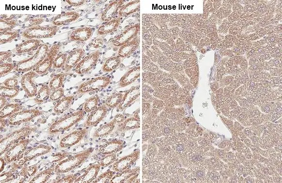 SUCLG1 antibody [HL2387] detects SUCLG1 protein at mitochondria by immunohistochemical analysis. Sample: Paraffin-embedded mouse tissue. SUCLG1 stained by SUCLG1 antibody [HL2387] (GTX638596) diluted at 1:100. Antigen Retrieval: Citrate buffer, pH 6.0, 15 min