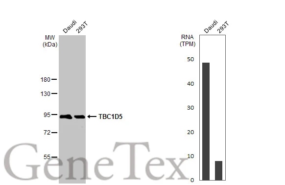 Various whole cell extracts (30 μg) were separated by 7.5% SDS-PAGE, and the membrane was blotted with TBC1D5 antibody [HL2390] (GTX638599) diluted at 1:1000. The HRP-conjugated anti-rabbit IgG antibody (GTX213110-01) was used to detect the primary antibody. Corresponding RNA expression data for the same cell lines are based on Human Protein Atlas program.