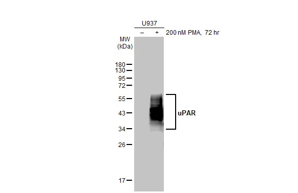 Untreated (–) and treated (+) U937 whole cell extracts (30 μg) were separated by 12% SDS-PAGE, and the membrane was blotted with uPAR antibody [HL2398] (GTX638615) diluted at 1:250. The HRP-conjugated anti-rabbit IgG antibody (GTX213110-01) was used to detect the primary antibody.