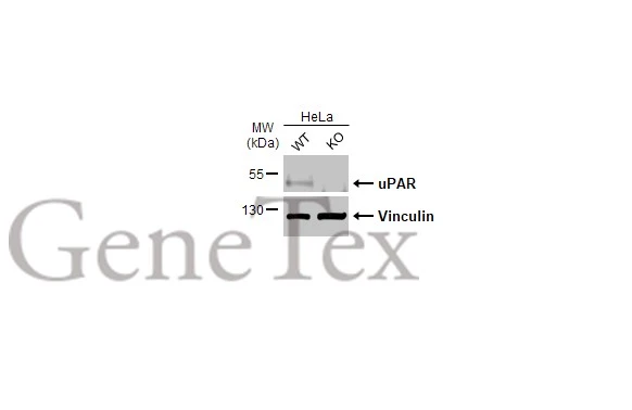 Wild-type (WT) and PLAUR knockout (KO) HeLa cell extracts (30 μg) were separated by 12% SDS-PAGE, and the membrane was blotted with uPAR antibody [HL2398] (GTX638615) diluted at 1:500. The HRP-conjugated anti-rabbit IgG antibody (GTX213110-01) was used to detect the primary antibody.