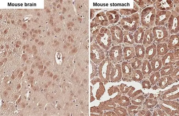 uPAR antibody [HL2398] detects uPAR protein by immunohistochemical analysis. Sample: Paraffin-embedded mouse tissues. uPAR stained by uPAR antibody [HL2398] (GTX638615) diluted at 1:100. Antigen Retrieval: Citrate buffer, pH 6.0, 15 min