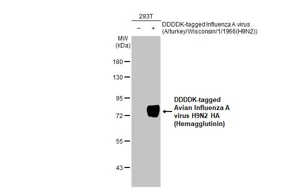 Non-transfected (–) and transfected (+) 293T whole cell extracts (30 μg) were separated by 7.5% SDS-PAGE, and the membrane was blotted with Avian Influenza A virus H9N2 HA (Hemagglutinin) antibody (GTX638623) diluted at 1:5000. The HRP-conjugated anti-rabbit IgG antibody (GTX213110-01) was used to detect the primary antibody.