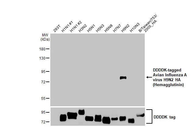 Non-transfected and transfected 293T whole cell extracts were separated by 7.5% SDS-PAGE, and the membrane was blotted with Avian Influenza A virus H9N2 HA (Hemagglutinin) antibody [HL2406] (GTX638623) diluted at 1:5000. The HRP-conjugated anti-rabbit IgG antibody (GTX213110-01) was used to detect the primary antibody.