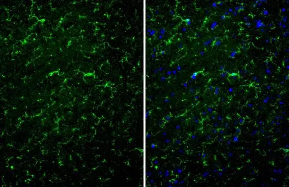 TMEM119 antibody [HL2415]