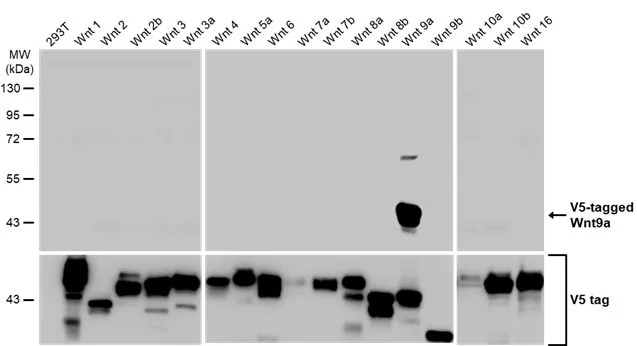 Non-transfected (–) and transfected (+) 293T whole cell extracts were separated by 10% SDS-PAGE, and the membrane was blotted with Wnt9a antibody [HL2422] (GTX638644) diluted at 1:5000. The HRP-conjugated anti-rabbit IgG antibody (GTX213110-01) was used to detect the primary antibody.