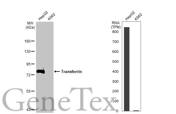 Transferrin antibody [HL2429]