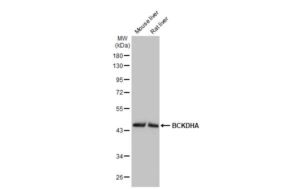 Various tissue extracts (50 μg) were separated by 10% SDS-PAGE, and the membrane was blotted with BCKDHA antibody [HL2434] (GTX638750) diluted at 1:1000. The HRP-conjugated anti-rabbit IgG antibody (GTX213110-01) was used to detect the primary antibody.