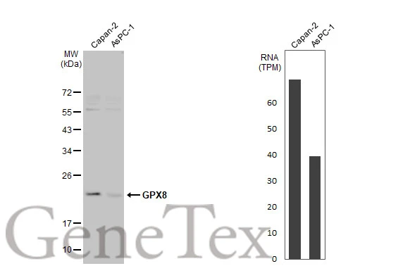 Various whole cell extracts (30 μg) were separated by 12% SDS-PAGE, and the membrane was blotted with GPX8 antibody [HL2439] (GTX638755) diluted at 1:1000. The HRP-conjugated anti-rabbit IgG antibody (GTX213110-01) was used to detect the primary antibody, and the signal was developed with Trident femto Western HRP Substrate.Corresponding RNA expression data for the same cell lines are based on Human Protein Atlas program.