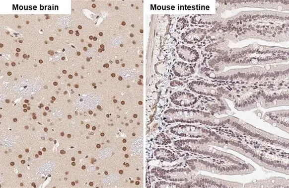 FUS antibody [HL2454] detects FUS protein by immunohistochemical analysis. Sample: Paraffin-embedded mouse tissues. FUS stained by FUS antibody [HL2454] (GTX638772) diluted at 1:100. Antigen Retrieval: Citrate buffer, pH 6.0, 15 min
